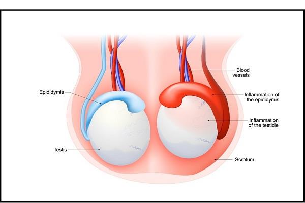 Epididymis u lidí: Anatomické a funkční rysy