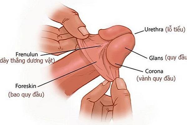 Obřízka a co potřebujete vědět