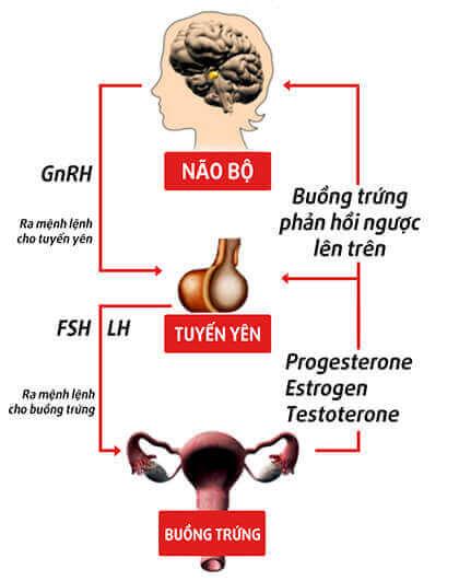 Progesteron: Důležité pohlavní hormony a věci, které byste měli vědět