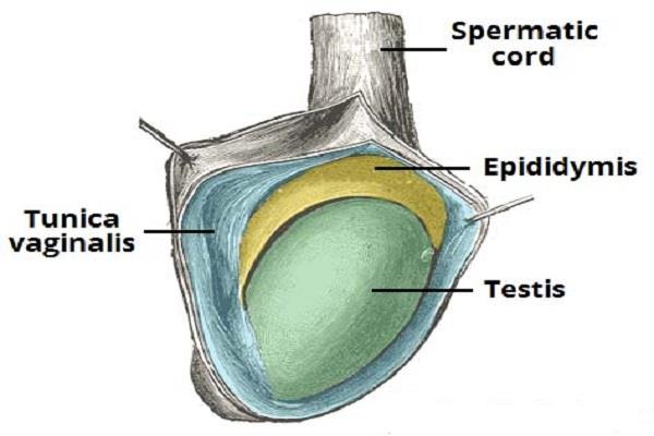 Epididymis u lidí: Anatomické a funkční rysy