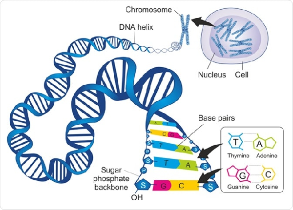 Seznamte se se strukturou a funkcí DNA