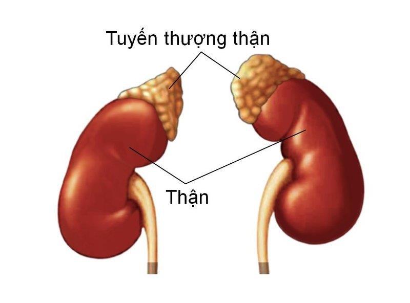 Kde se nachází epigastrium?  Proč je to důležité?