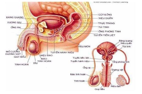 Epididymis u lidí: Anatomické a funkční rysy