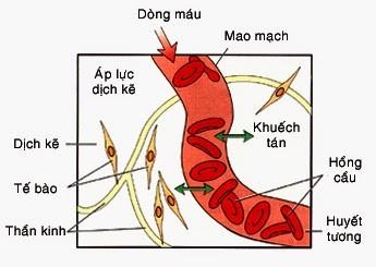 Kapiláry: Důležitý systém mikrocirkulace těla