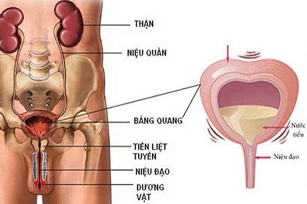 Sympatický nervový systém: struktura a funkce