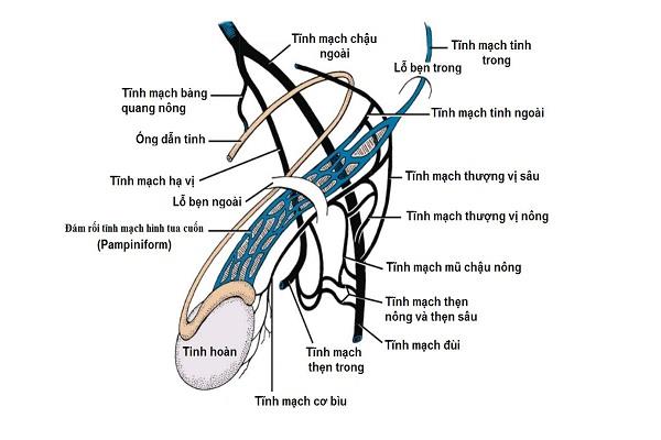 Epididymis u lidí: Anatomické a funkční rysy