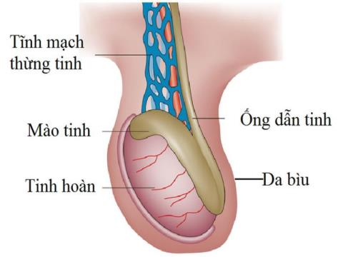 Onemocnění varlat, před kterými by se muži měli mít na pozoru