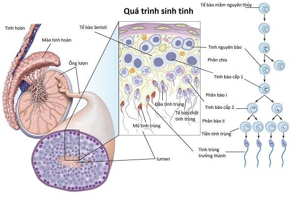 Epididymis u lidí: Anatomické a funkční rysy