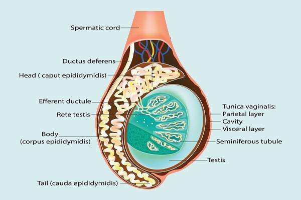 Epididymis u lidí: Anatomické a funkční rysy