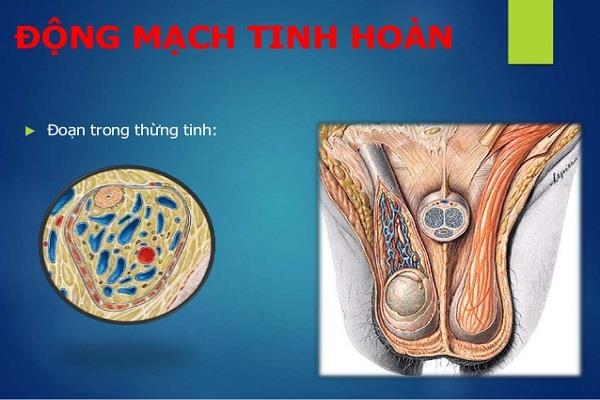 Epididymis u lidí: Anatomické a funkční rysy