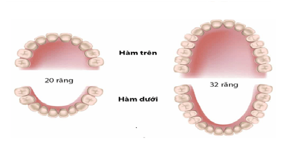 Fáze a doba prořezávání zoubků dětí, které by maminky měly znát