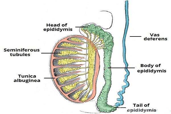 Epididymis u lidí: Anatomické a funkční rysy