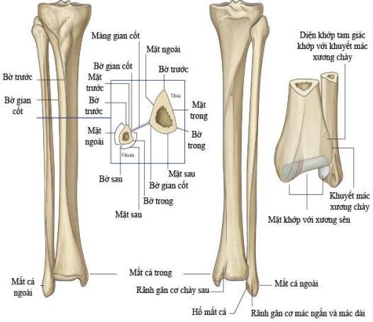 Fibula: umístění, struktura a funkce