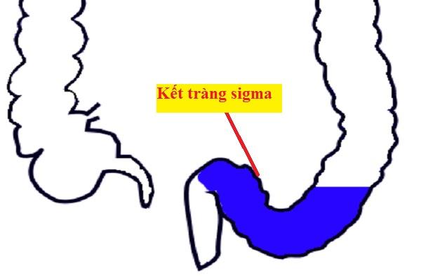 Jaká je struktura a funkce lidského tlustého střeva?