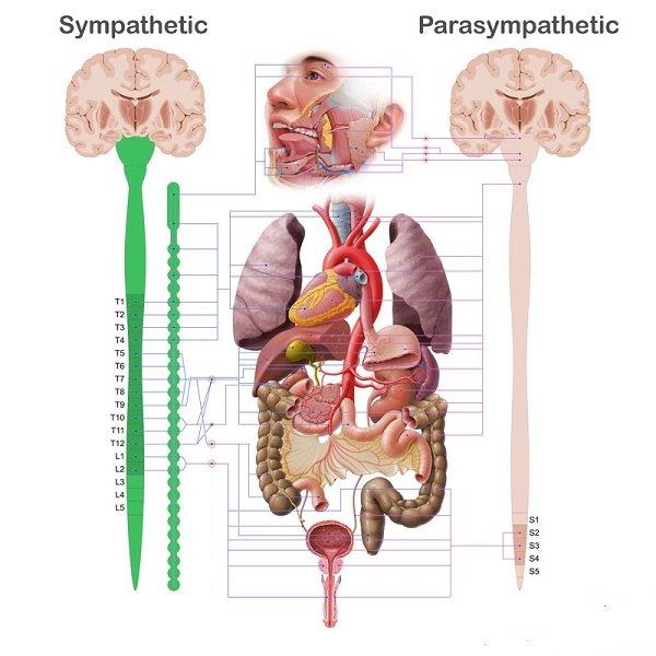 Sympatický nervový systém: struktura a funkce