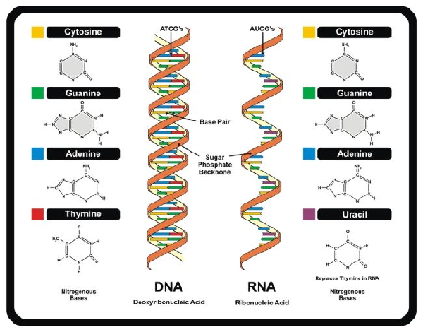 Seznamte se se strukturou a funkcí DNA